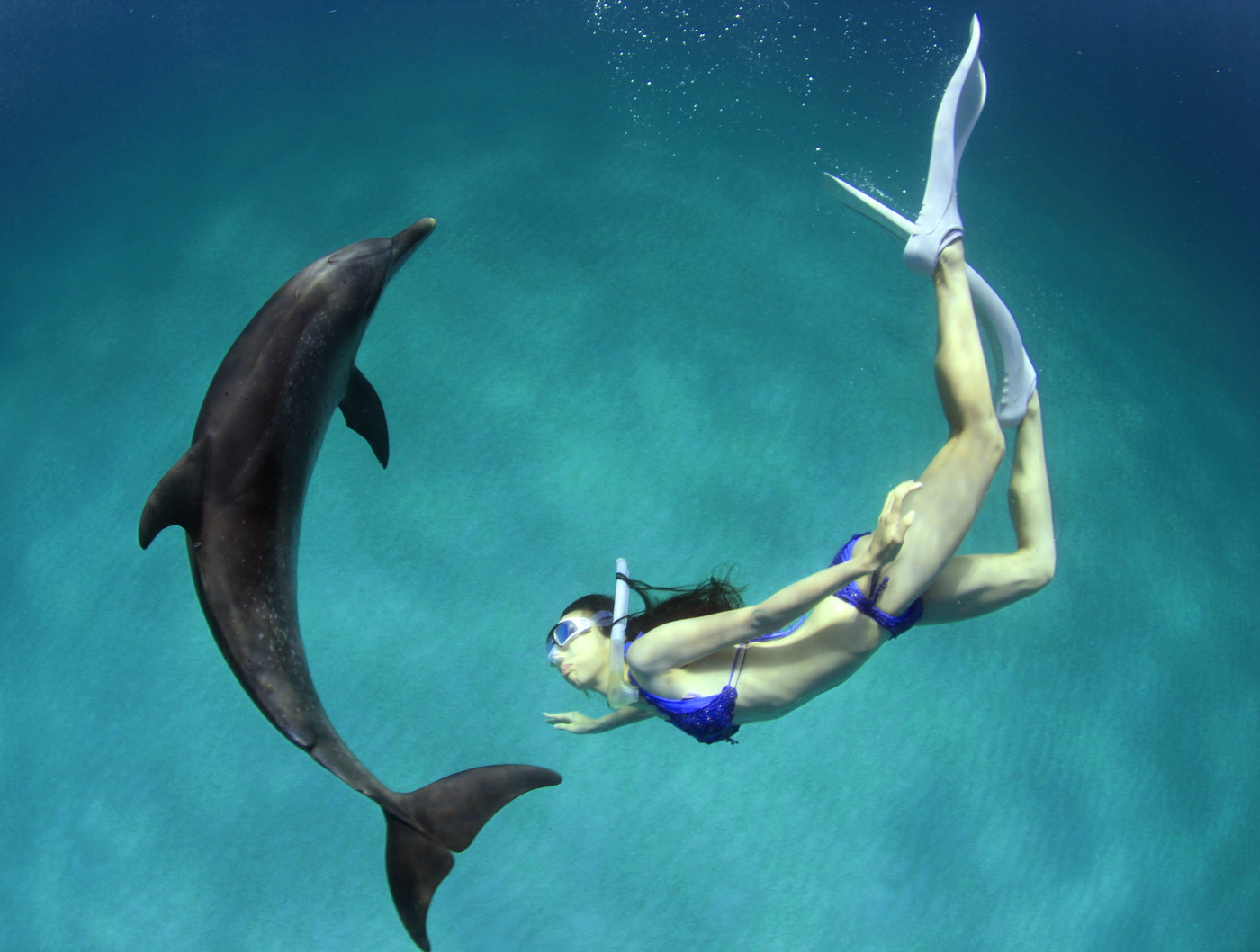 dolphin swim